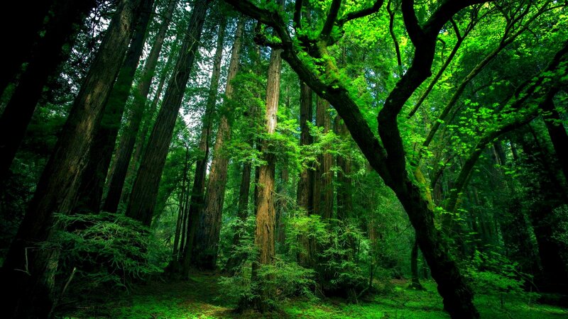 Tall Redwood Trees — Green, Serene, Afternoon, Photograph, Forest