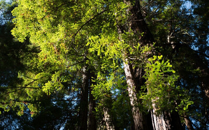 Tall Redwood Trees — Green, Serene, Afternoon, Photograph, Sky