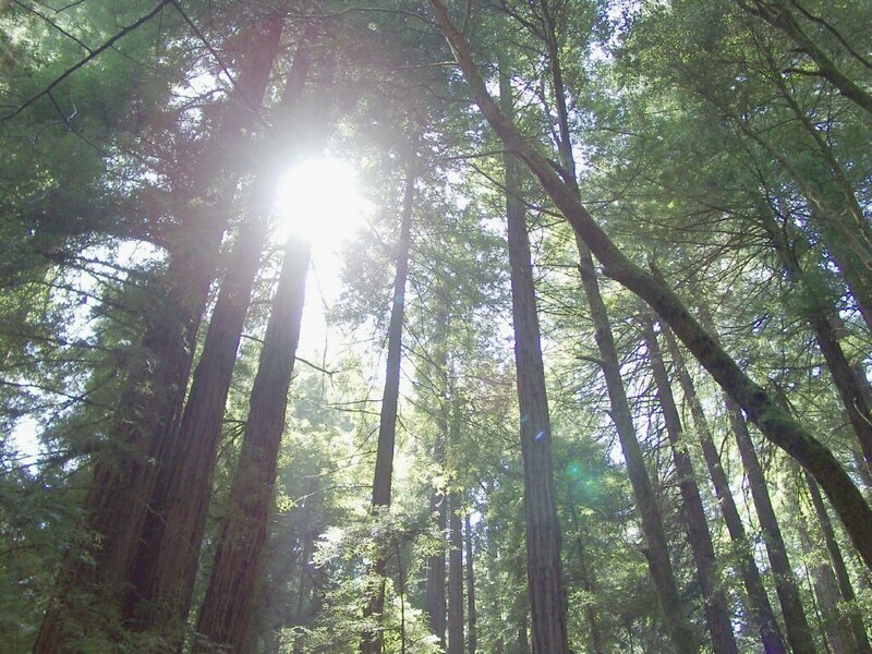 Tall Redwood Trees — Green, Serene, Afternoon, Photograph, Sunlight