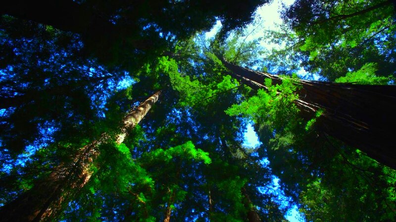 Tall Redwood Trees — Green, Serene, Afternoon, Photograph