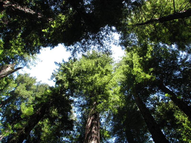Tall Redwood Trees — Green, Serene, Afternoon