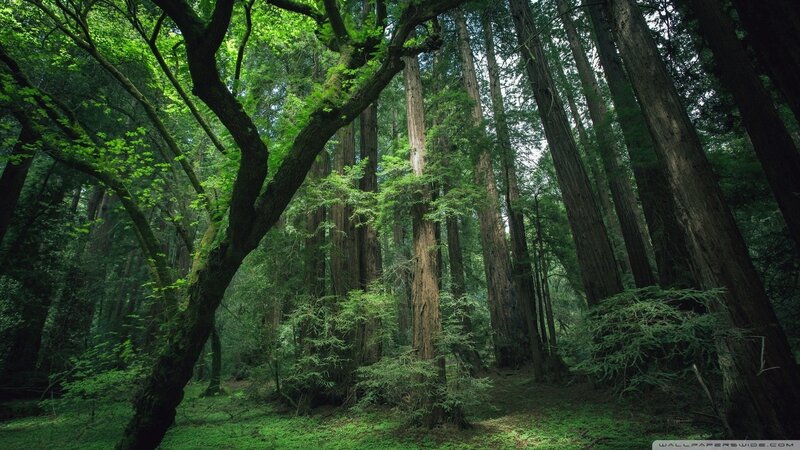 Tall Redwood Trees — Green, Serene, Morning, Photograph, Forest, Moss, Brown
