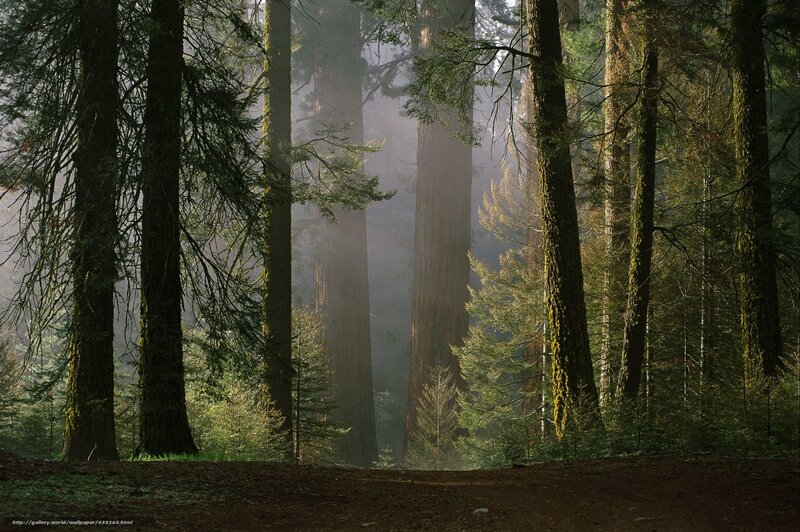 Tall Redwood Trees — Green, Serene, Morning, Photograph, Forest, Moss