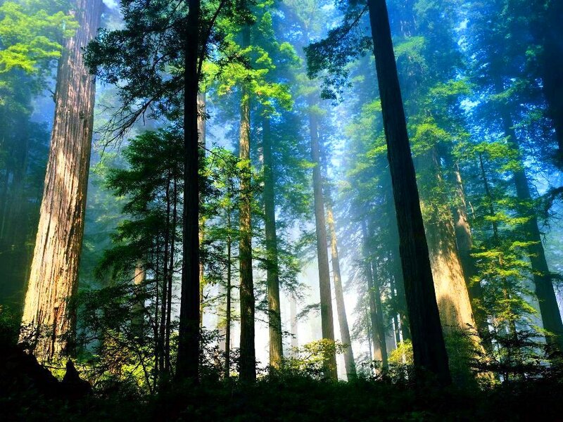 Tall Redwood Trees — Green, Serene, Morning, Photograph, Forest, Sunlight, Mist