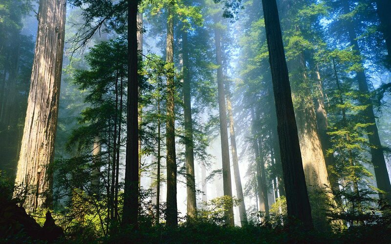 Tall Redwood Trees — Green, Serene, Morning, Photograph, Forest, Sunlight
