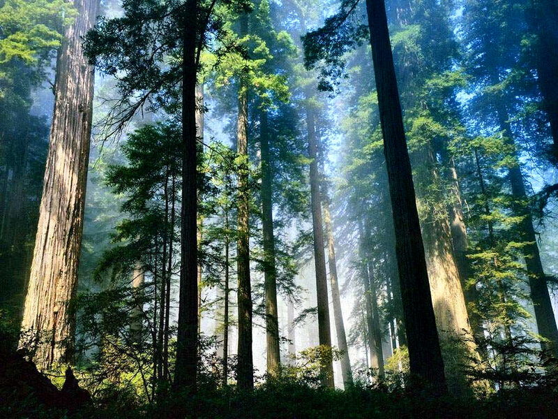 Tall Redwood Trees — Green, Serene, Morning, Photograph, Forest