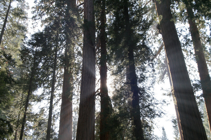 Tall Redwood Trees — Green, Serene, Morning, Photograph, Sunlight, Forest, Sky