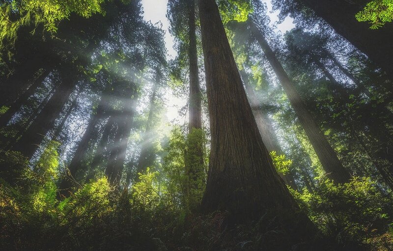 Tall Redwood Trees — Green, Serene, Morning, Photograph, Sunlight, Forest