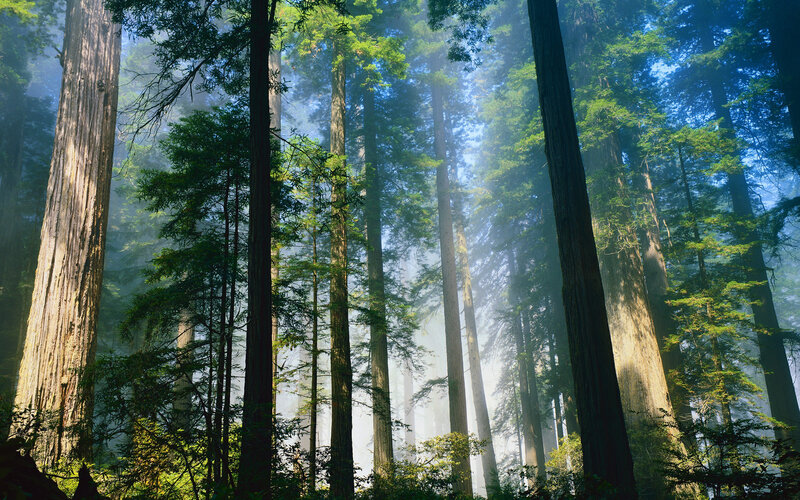 Tall Redwood Trees — Green, Serene, Morning, Photograph