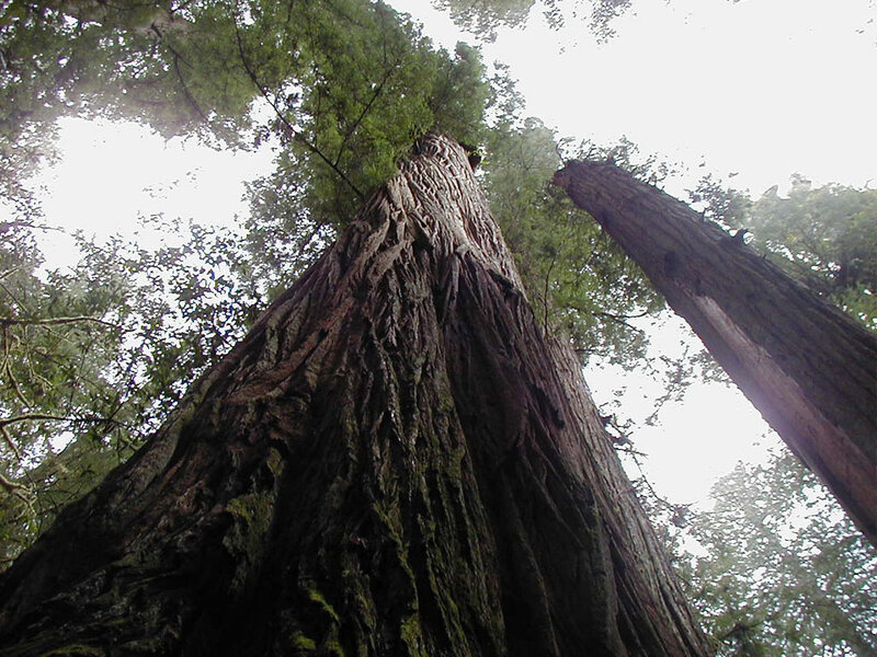Tall Redwood Trees — Green, Serene, Photograph