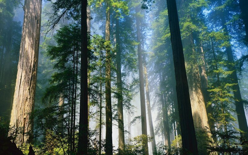 Tall Redwood Trees — Green, Serene