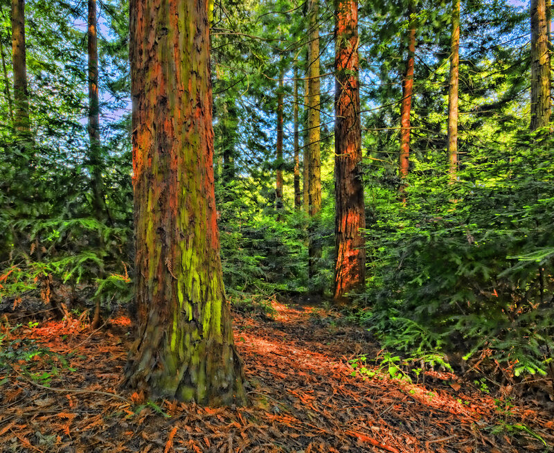 Tall Redwood Trees — Green