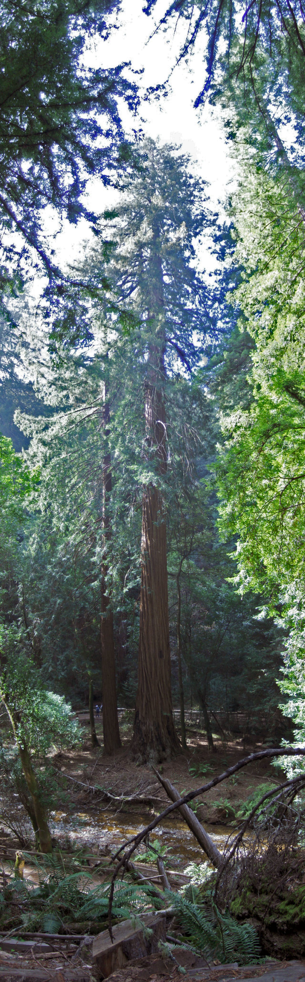 Tall redwood trees in forest