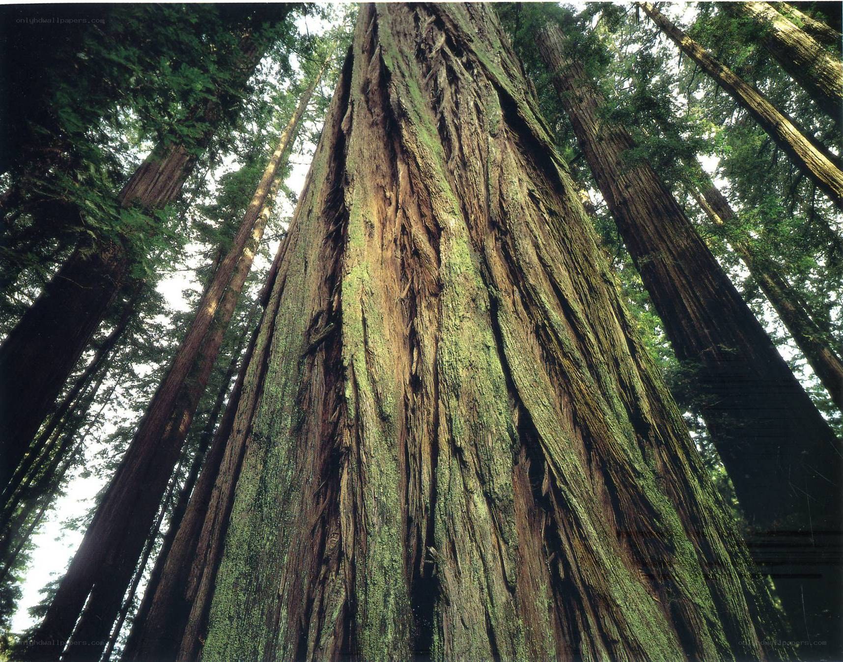 tall redwood trees in forest
