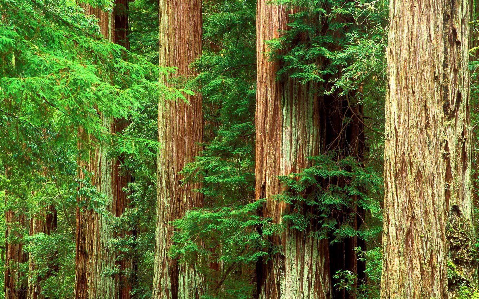 tall redwood trees in forest