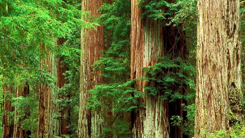 tall redwood trees in forest