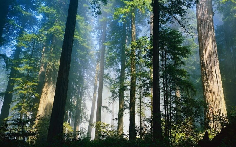 Tall Redwood Trees — Photograph