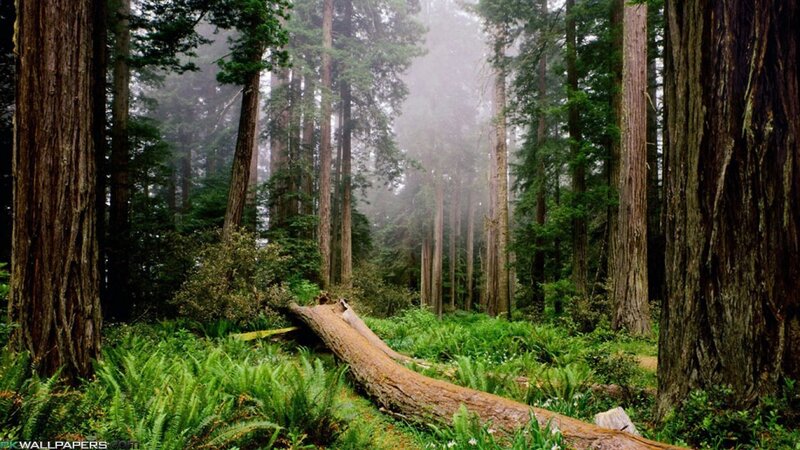 Tall Redwood Trees