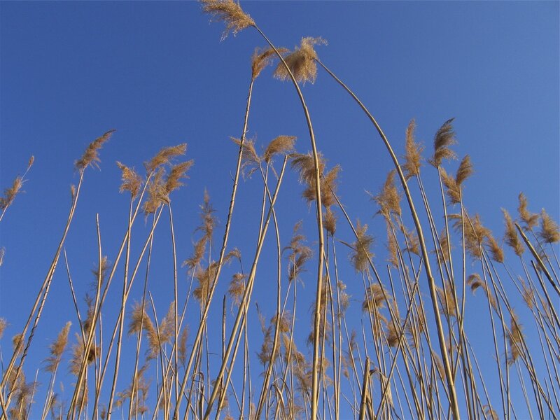 tall reeds against blue sky