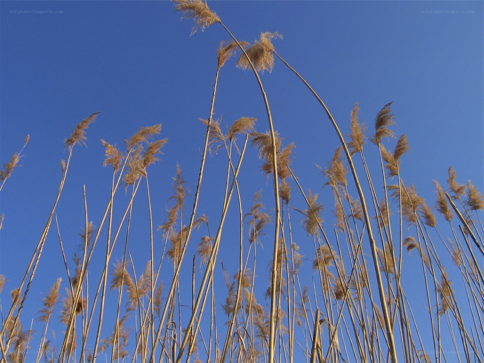 tall reeds against blue sky