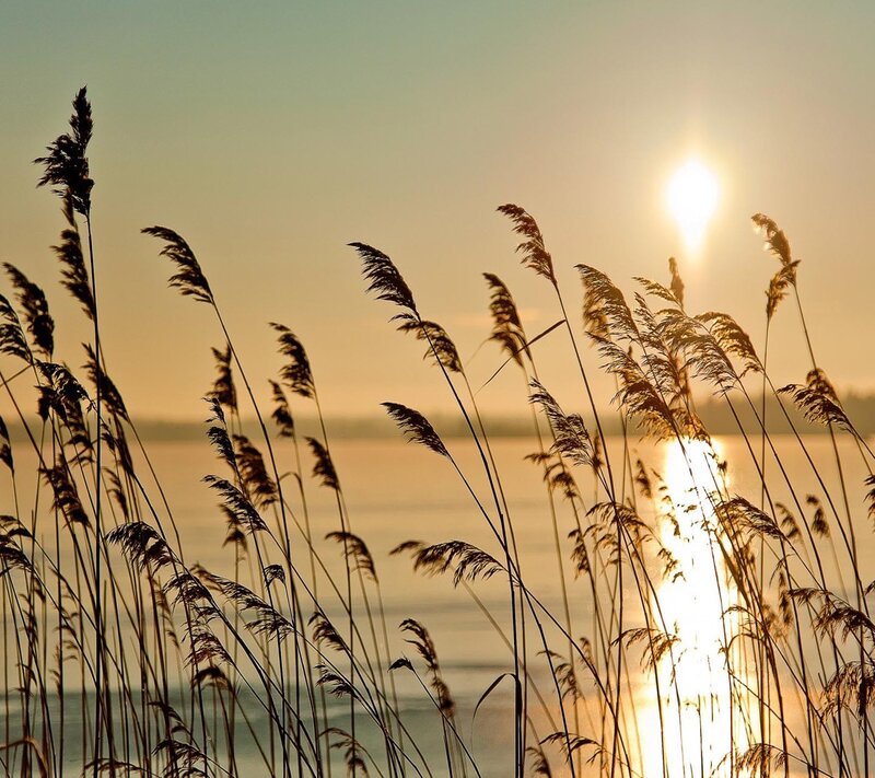 Tall Reeds at Sunset — Gold, Serene