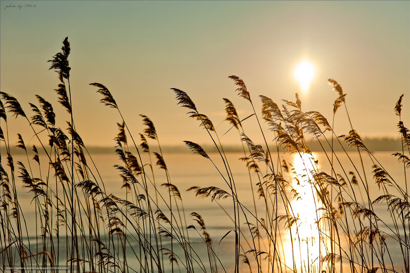 Tall Reeds at Sunset — Gold
