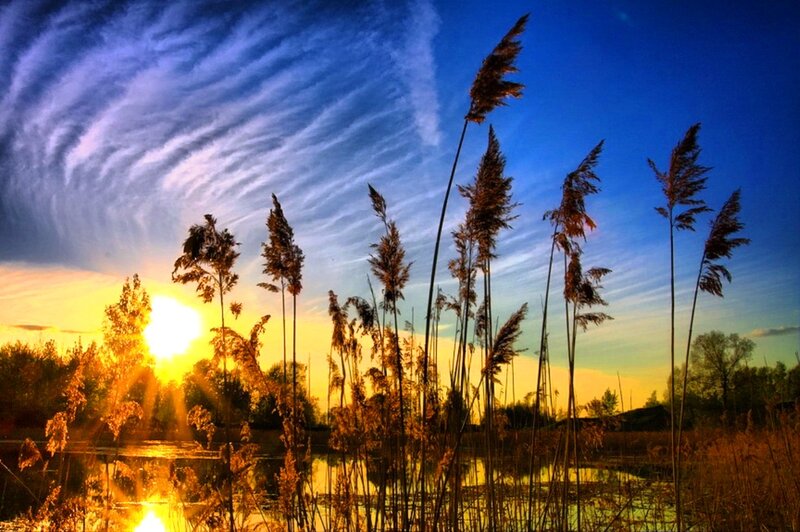 Tall Reeds at Sunset