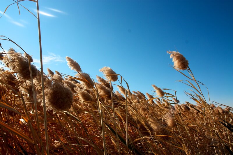 Tall Reeds in Field — Blue, Serene