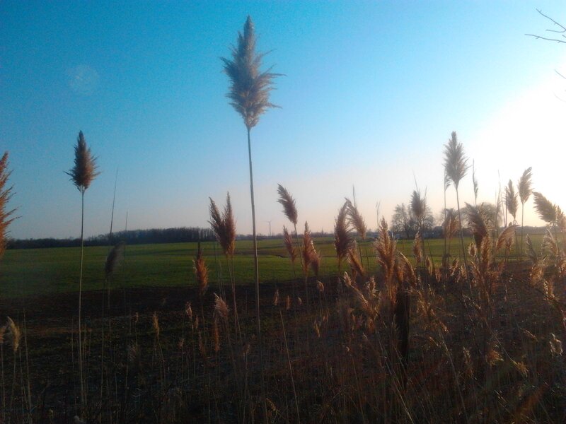 Tall Reeds in Field — Blue