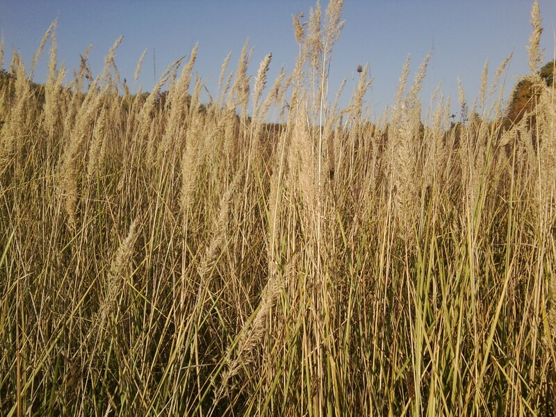Tall Reeds in Field — Brown