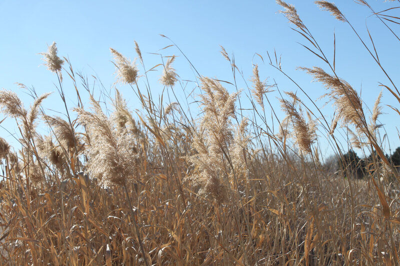 Tall Reeds in Field