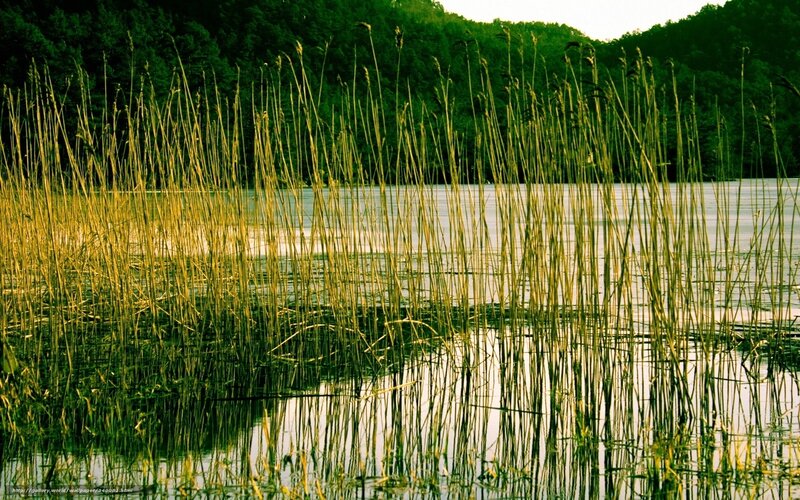 Tall Reeds in Water — Green, Serene