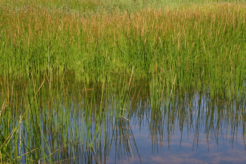 Tall Reeds in Water — Green