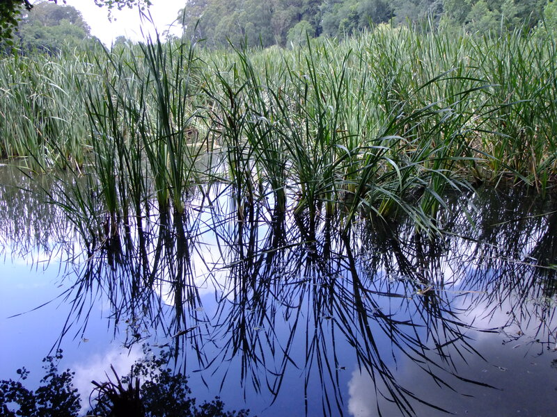 Tall Reeds in Water