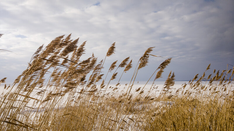 Tall Reeds in Winter