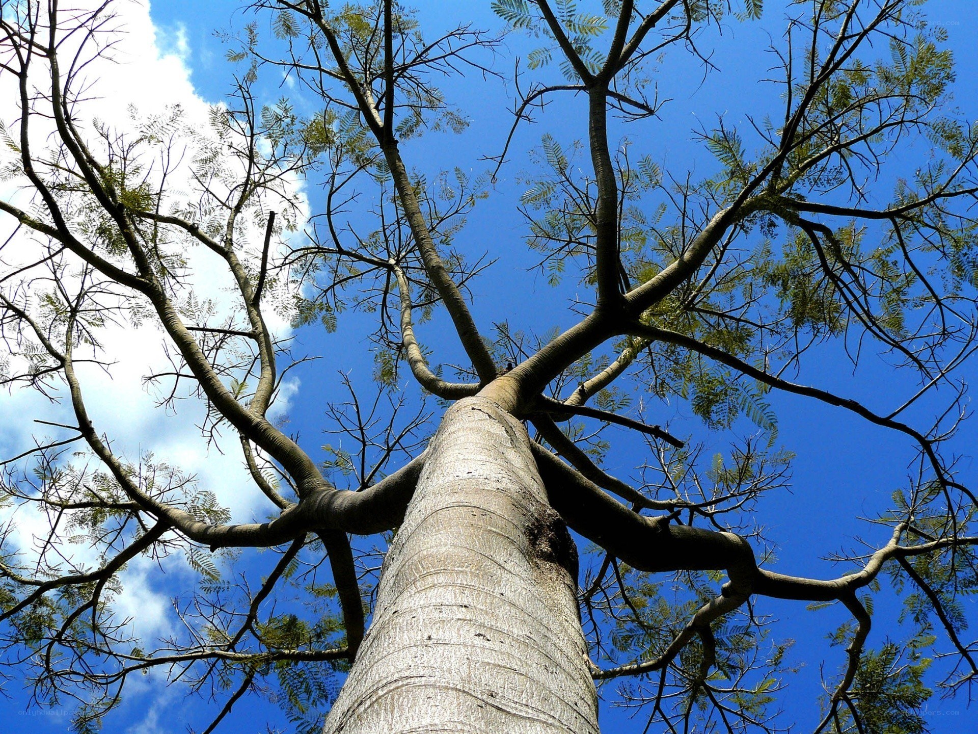 tall tree against blue sky