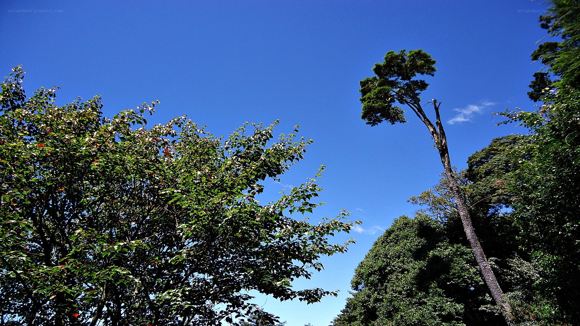 tall tree against blue sky