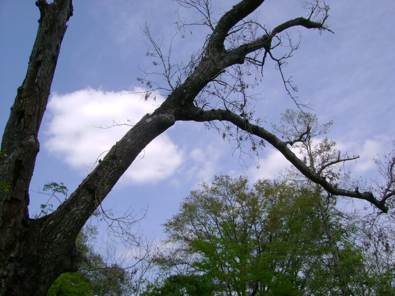 tall tree against blue sky