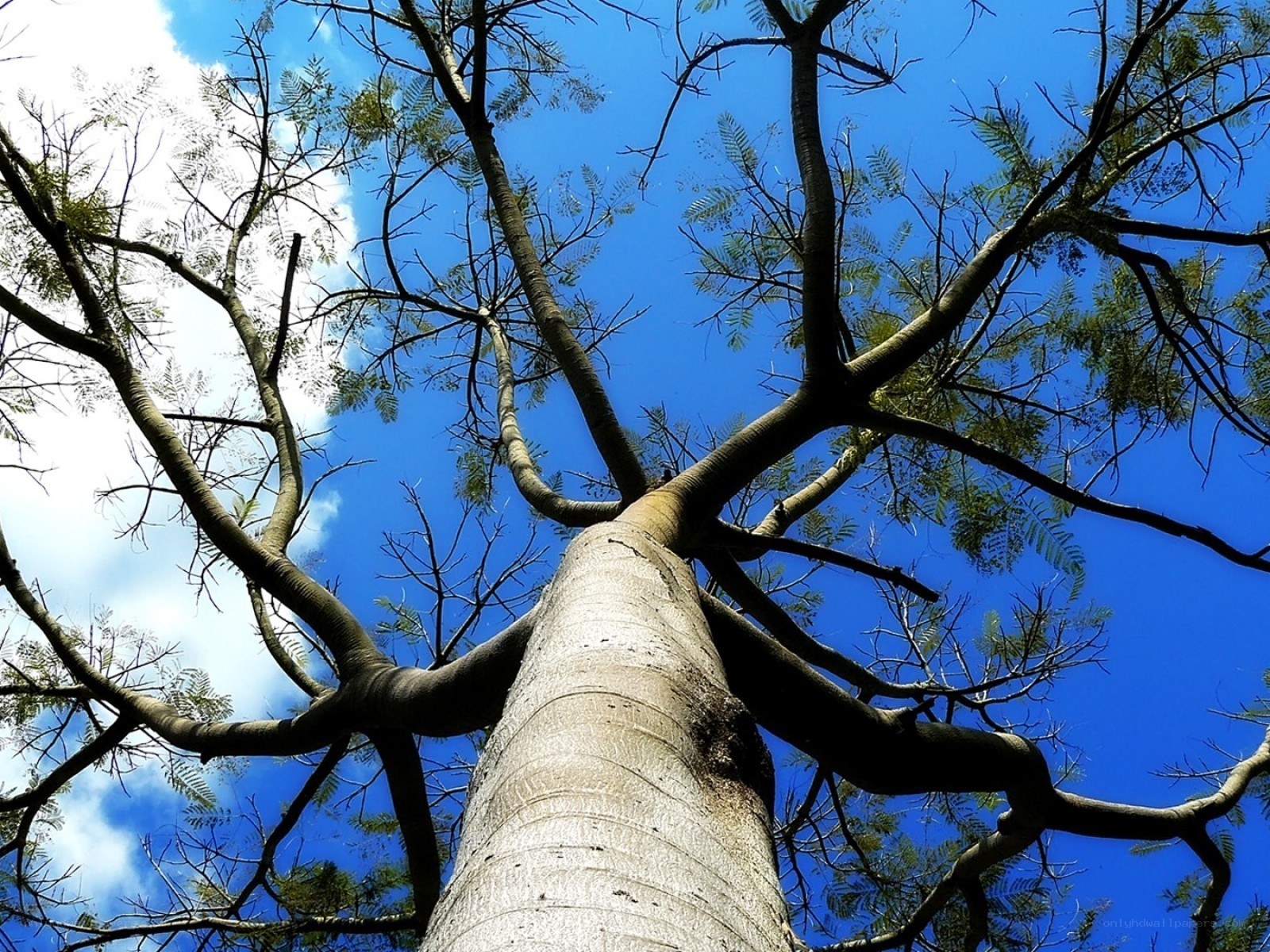 tall tree against blue sky