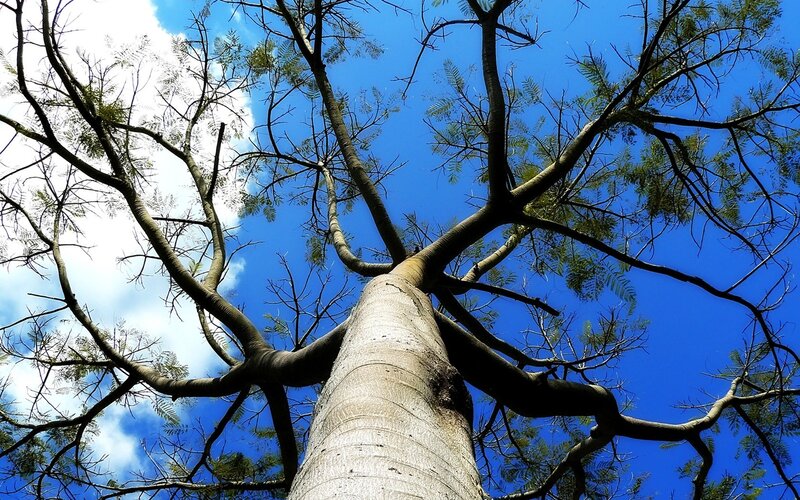 Tall Tree Against Sky