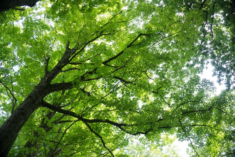 Tall Tree Canopy — Green, Serene, Afternoon, Photograph