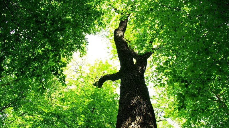 Tall Tree Canopy — Green, Serene, Afternoon, Photograph, Tree Trunk