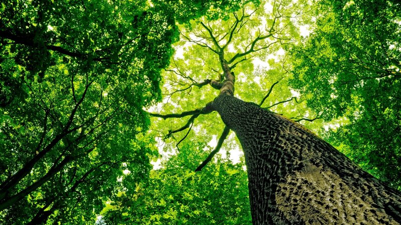 Tall Tree Canopy — Green, Serene, Afternoon