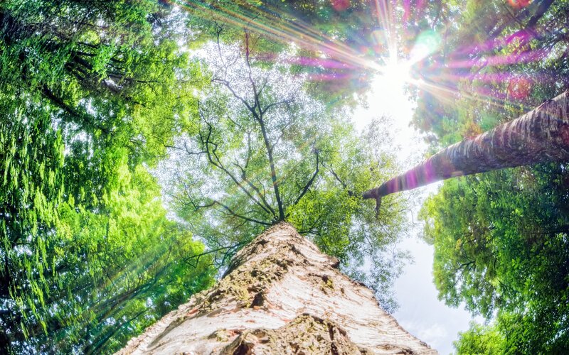 Tall Tree Canopy — Green, Serene