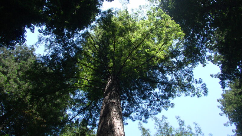 Tall Tree Canopy — Green