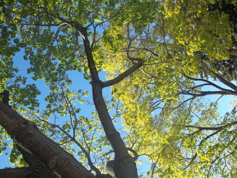 Tall Tree Canopy