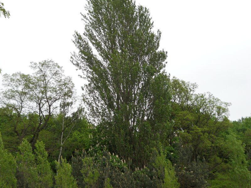tall tree in a forest