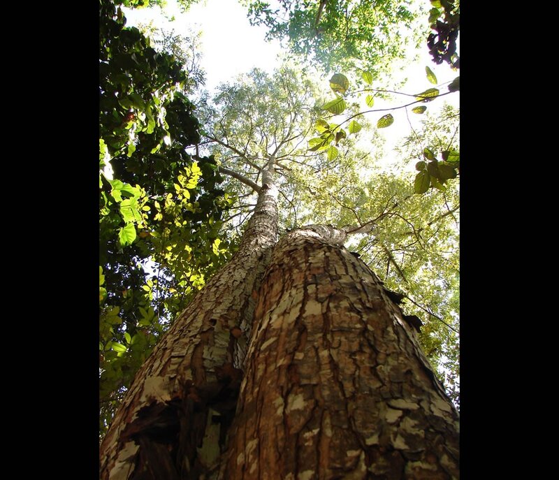 tall tree in forest