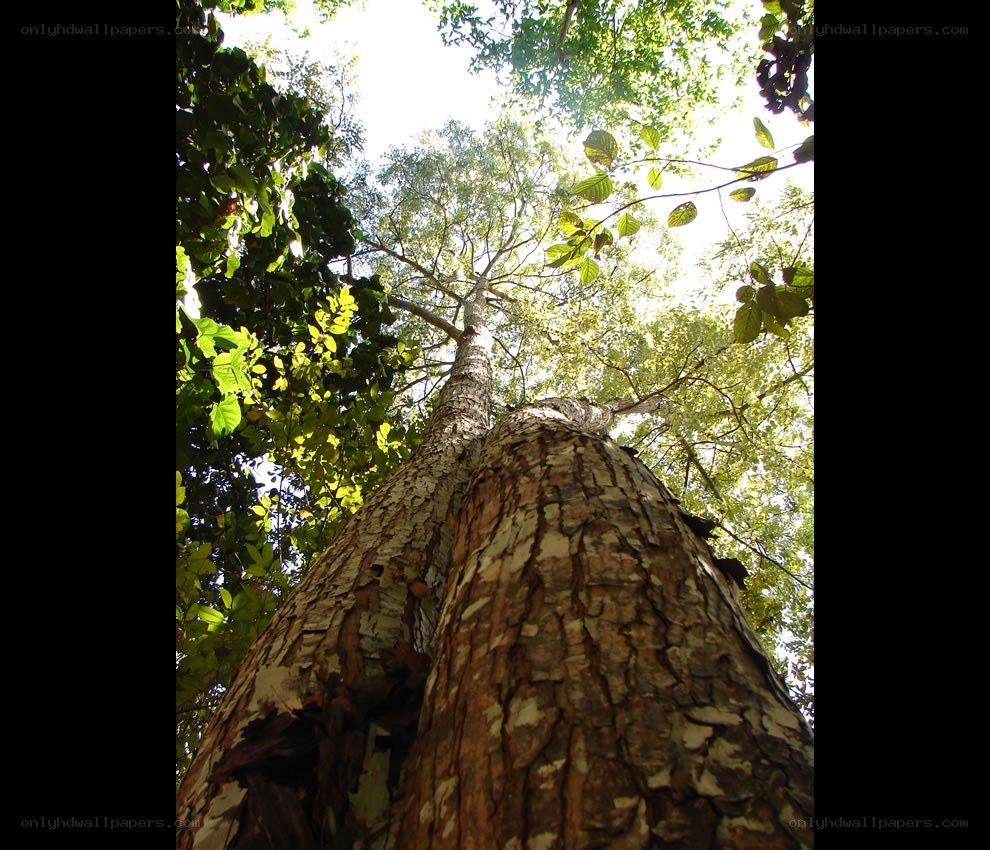 tall tree in forest