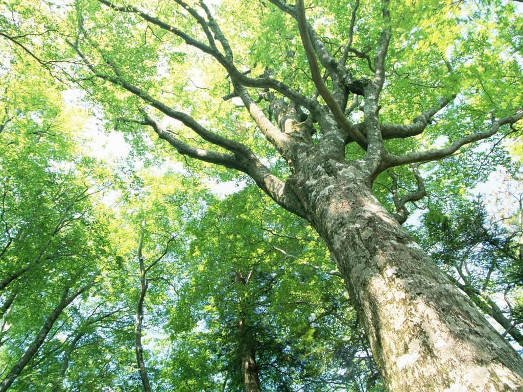 tall tree in forest